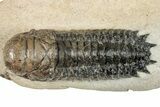 Bargain, Crotalocephalina Trilobite - Atchana, Morocco #252410-3